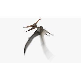 3D model Pteranodon Longiceps Gray Animated